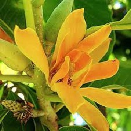 Champa Attar